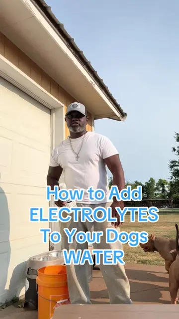 How to add electrolytes to your dog water to keep them hydrated and reduce the t