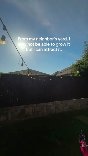 Green thumb not needed when you have neighbors like mine 🥰 I’ve never met them 