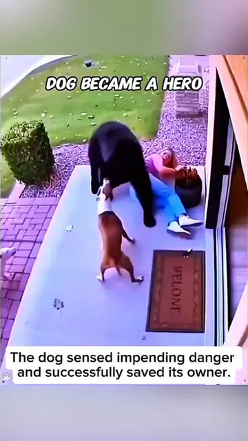 A dog protects a owenr from danger. 😘 ❤️  #pet #cat #dog #cute #animals #foryou
