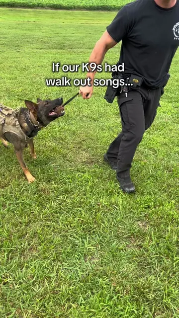 The K9s have entered the chat. Who had the best walk out? 👀🐾 #Sheriff #K9 #Wal