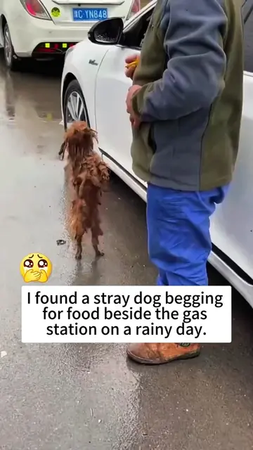 Lucky dog . #rescue #animals #dog #puppy #loveanimals 