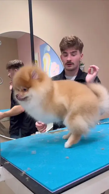 The things we see… . #funnydogs #dogs #doggrooming