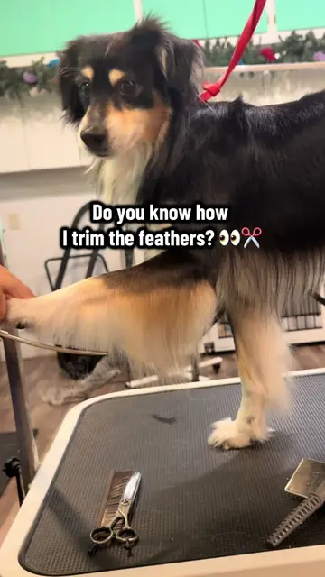 Every coat type is different✂️🐾 #dogsoftiktok #doggrooming #doggroomer #groomin