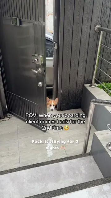 welcome back, pochi 🤣🫶🏻 #petsittermanila #homebaseddogboarding #PetsOfTikTok 