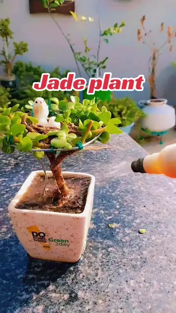 Jade plant care and tips #plantsseller #gardening #gardeningtips #jadeplants #tr