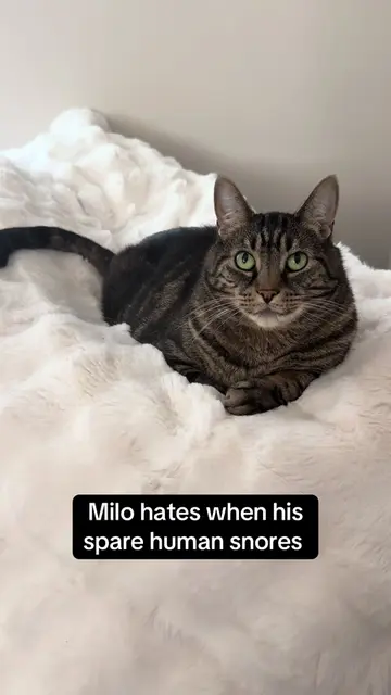 Milo all of a sudden can’t stand the spares snoring  😂🙈 don’t worry though the