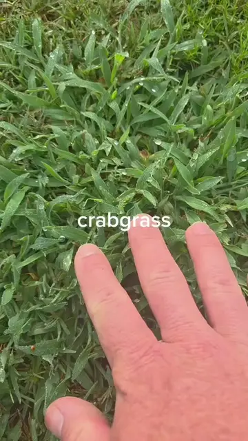 Identify 7 Grassy Weeds in Under 60 Seconds