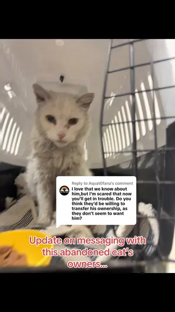 Replying to @Aquat0fana update on the mission to save this gorgeous boy! #abando