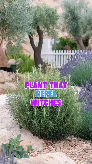 🌿 6 Plants Traditionally Believed to Repel Witches 🧙‍♀️🏡 Discover 6 plants su