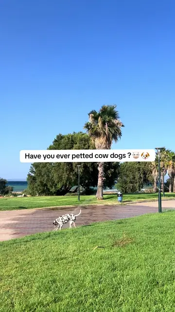 If not , would you like to pet one ? #fy #foryou #101dalmatians #dalmatian #fyp 