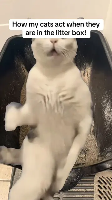 They literally have a blast lol! #Meme #MemeCut #litterbox #cats #excited 