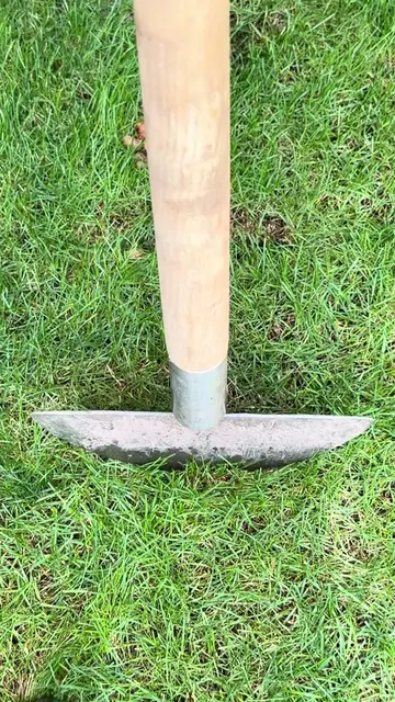 How To Naturalise Crocuses In Lawn Please do watch and listen along 👍  I’ve got