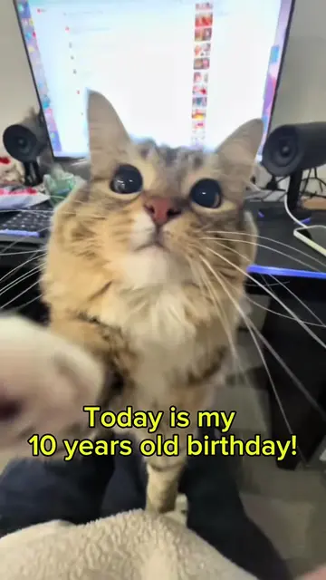 Happy 10th birthday to my beautiful Luna and happy 2nd birthday to my little Mic