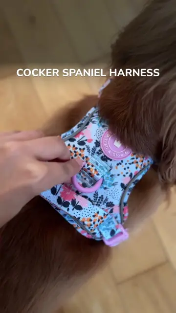 If you have a cocker spaniel, you already know the usual harnesses do not sit ri