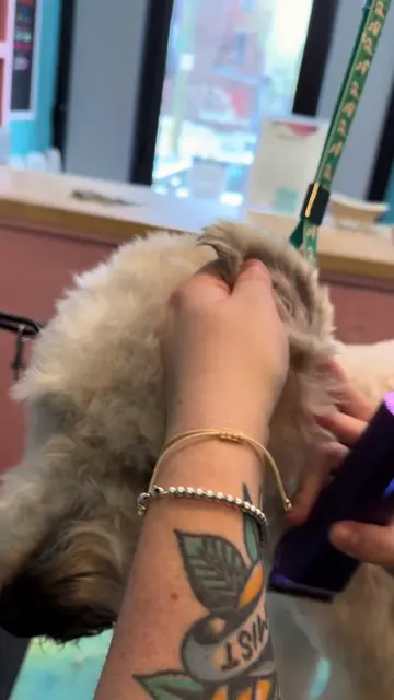 Shave a wheaten ear with me using these Nova Clippers by Fuzzyfix! @Fuzzyfix Dir