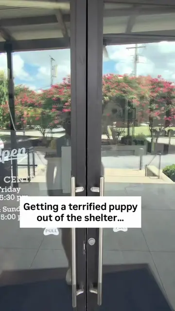 Meet Sponge…she was one of the sweetest and cutest puppies we’ve ever featured o