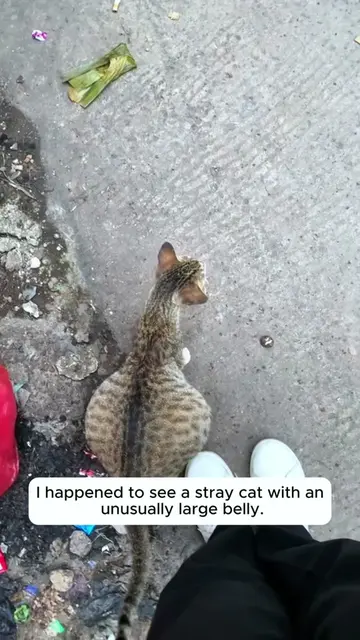 Rescue a cat #rescueanimals #cat #catsoftiktok #animals 