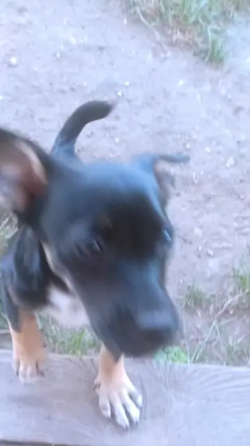 Porządki w pomidorach 🍅✂️🐶 ​Kolejny dzień na włościach i kolejna misja ogrodni
