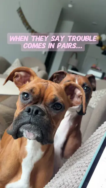 unfortunately for me they are cute enough to get away with literally anything🫠�