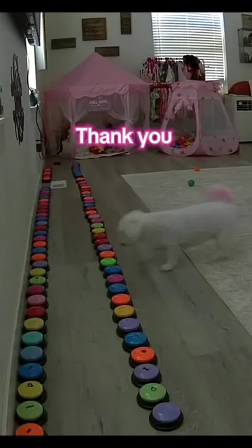 Aly had a WHOLE agenda tonight 😂🐾 “Thank you” ➡️ “Give me” ➡️ “Hobby Lobby” ➡️