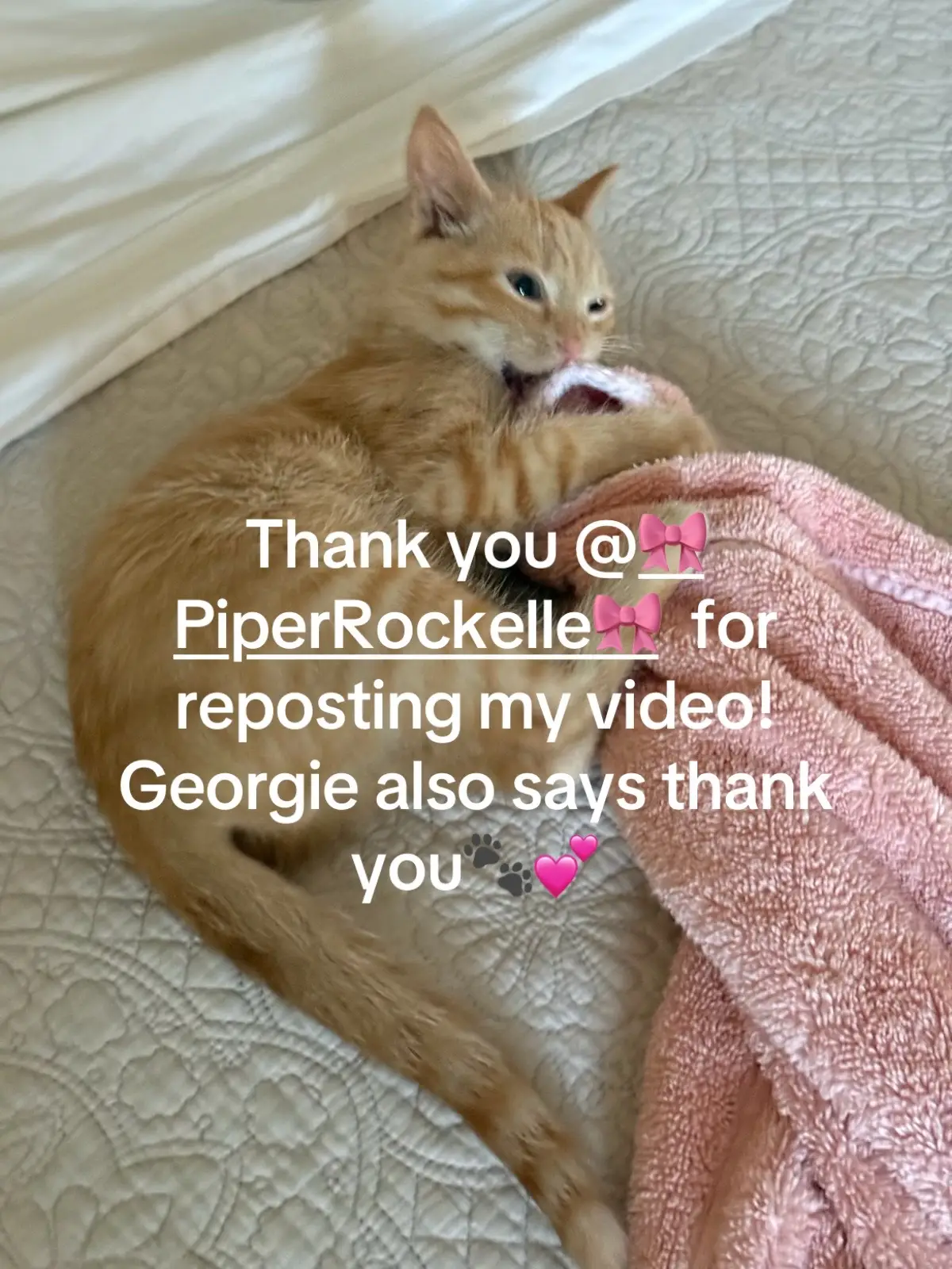 Georgie loves all your animal fostering and shelter related content! Thank you f