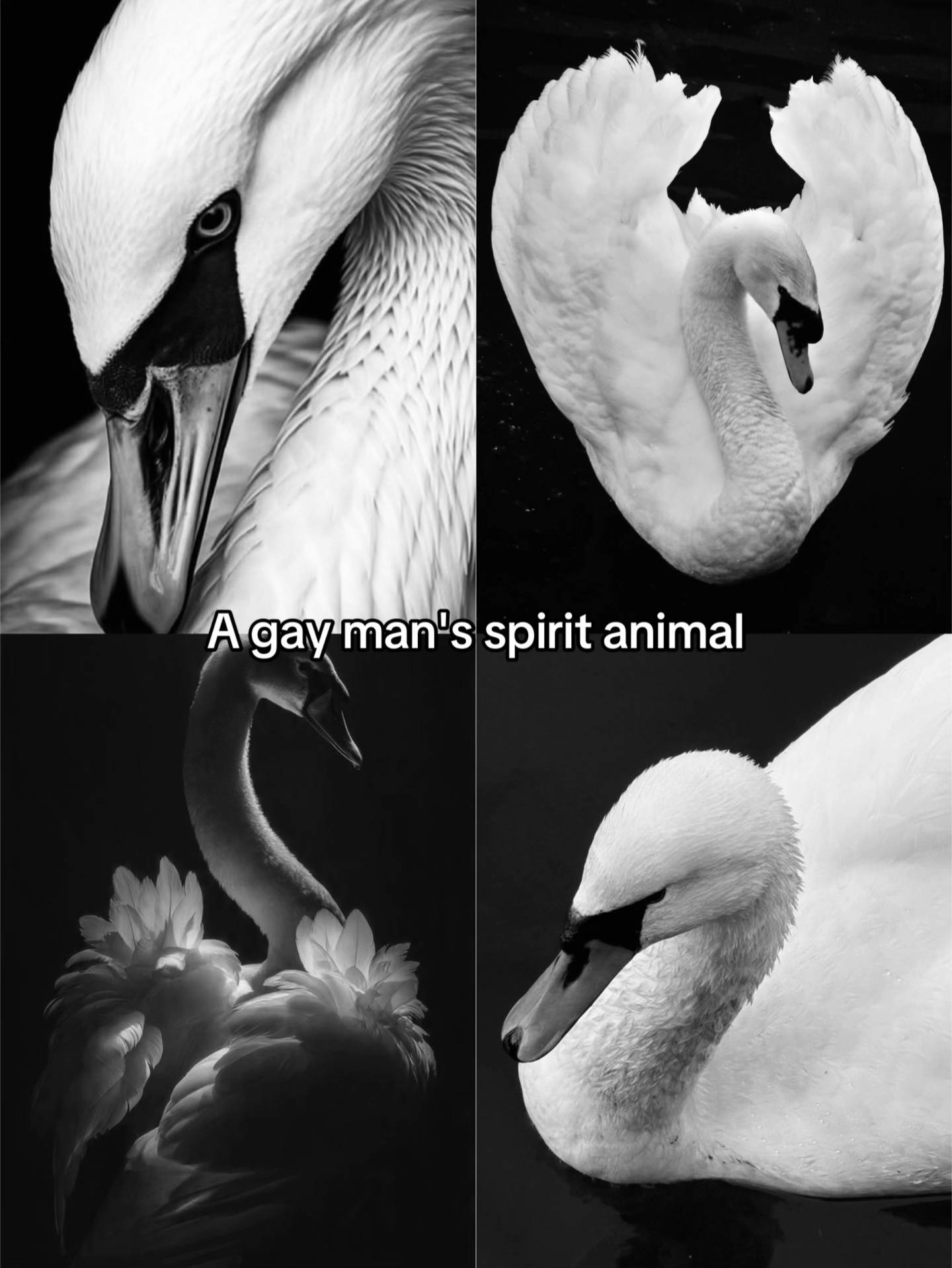 Spirit Animal part 2. 🖤 #gay #gaylove #spiritanimal #Lifestyle #future 