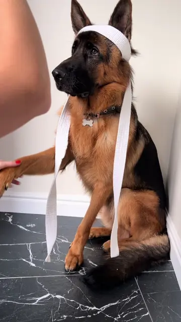 POV: you’ve watched one Kung Fu movie 😂🥋 #germanshepherd #kungfu #Love #dogpac