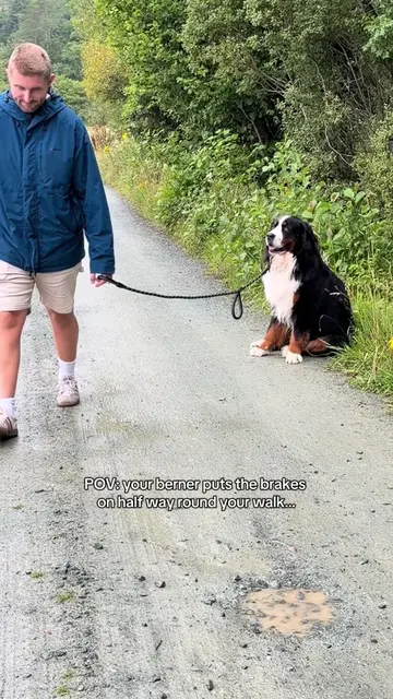 Anyone else’s berner this stubborn…😅 #bernese #berner #funnydog #dogsoftiktok #