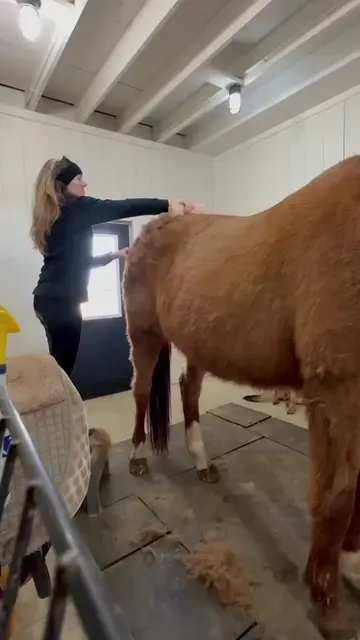 #horse #pet #grooming 