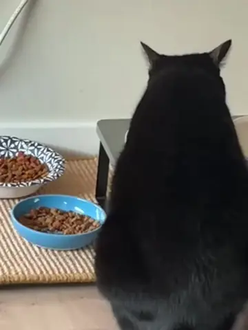 #tiktokcats #catsoftiktok #petlover #animaltiktok 