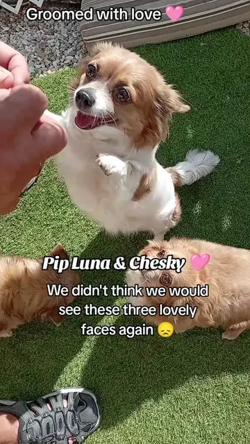 Pip Luna & Cheeky are three beautiful long haired chihuahuas, their owners like 