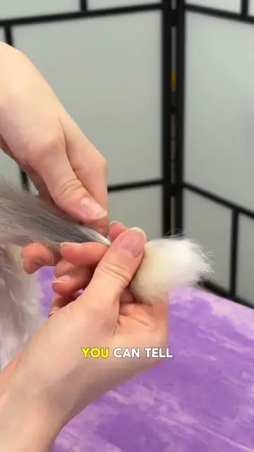 cutting hairs and grooming this white husky felt pleasure #grooming #doggrooming