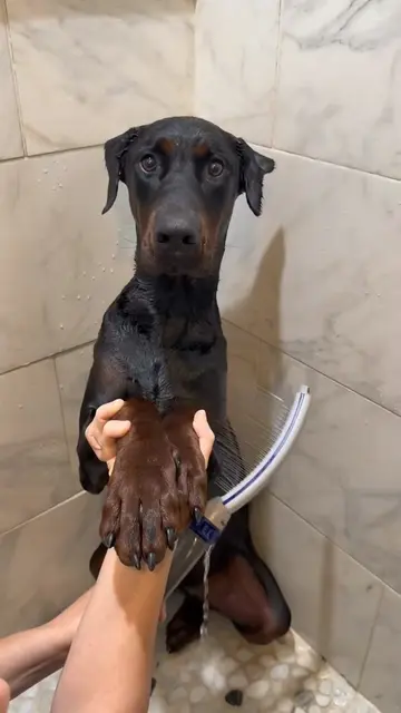 Every groomer said NO... until Milo walked into my salon. 🐶❤️ Would you have ta