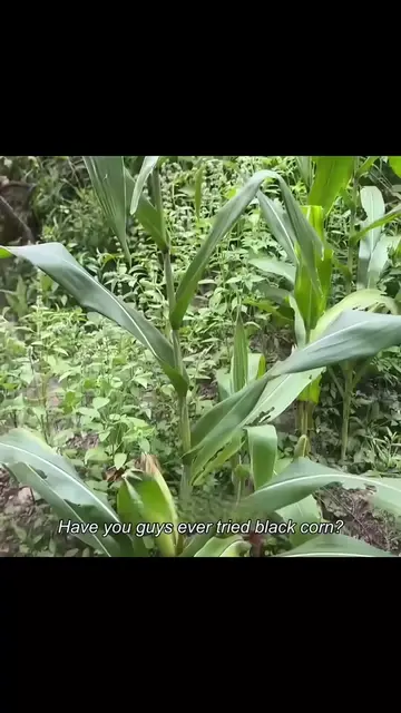 #PlantTok #plants #garden #fyp #gardentok 