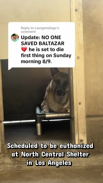 Replying to @Laurgentdogs Update: NO ONE SAVED BALTAZAR 💔 he is set to die firs