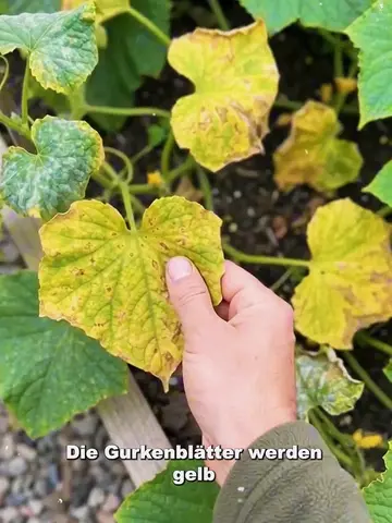 Gelbe Gurkenblätter? Mit diesem alten Trick rettest du deine Pflanzen! 🥒🌱  #Ga