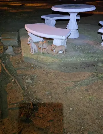 It was 1:45 AM last night—pitch black and —when their tiny, terrified screams br