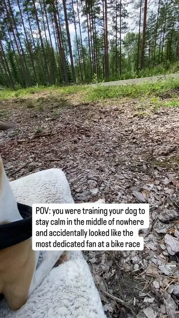 We did not buy tickets for this. #whippetsoftiktok #funnydogs #bikerace #dogtok 