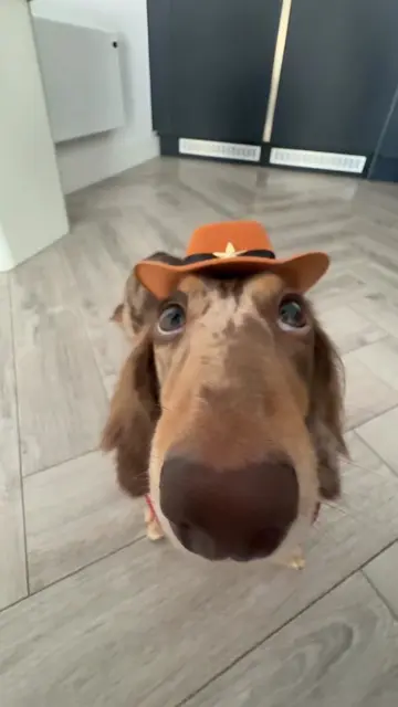 Pt 7. 🤠 🐾 #popipo #drool #miniaturedachshund #dogtok #fyp 