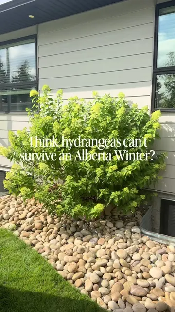 🌿 Think hydrangeas can’t thrive in Alberta? Think again. These are two of my fa