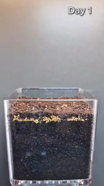 Watch Alfalfa Grow at 100,000x Speed ⚡️🌿 #Timelapse  #Alfalfa #FastGrowth #Gard