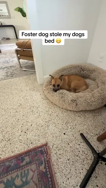 Don’t worry, Honey also has a bed and I brought it in for her so they both have 
