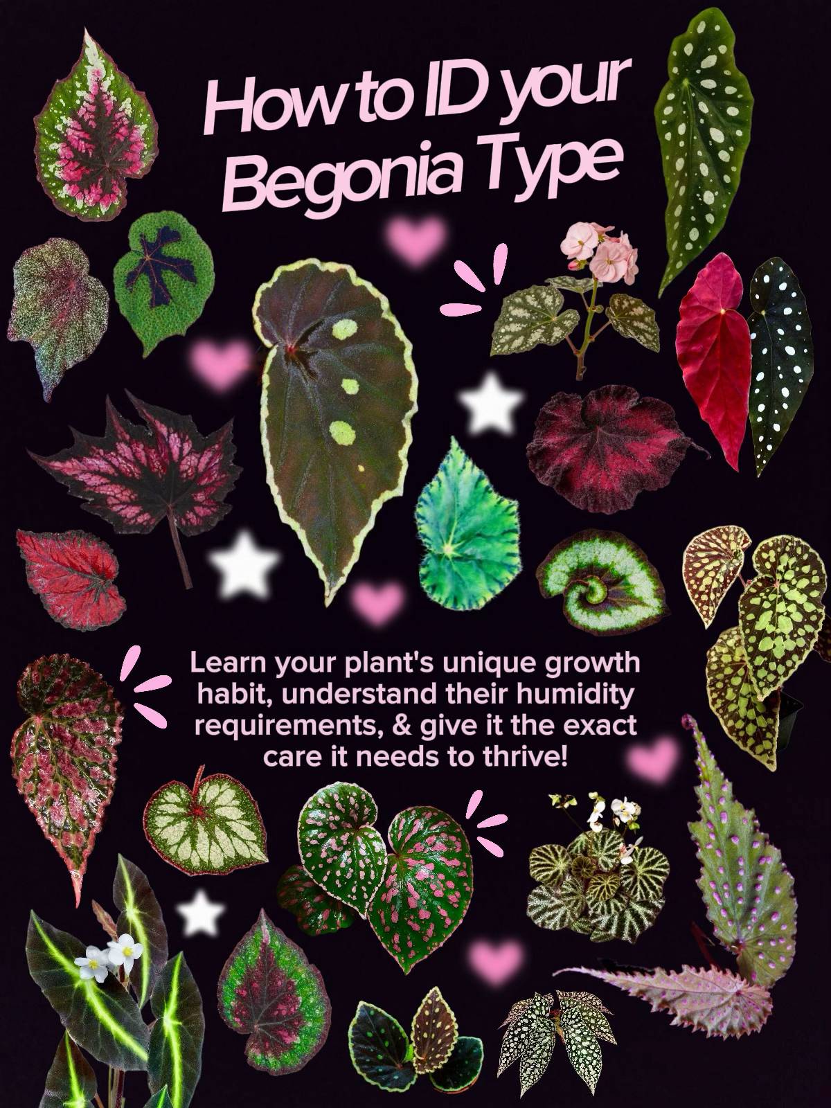 Begonia care isn’t one size fits all! Swipe through to learn the 4 golden rules 