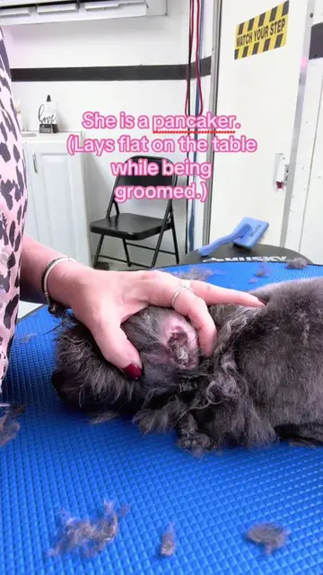 All you dog groomer out there know exactly what I mean when I say she is a panca