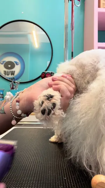Dog groomers don’t sleep on these Fuzzyfix nova clippers! #doggrooming #doggroom