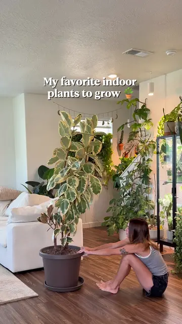 Have you successfully grown one of these indoors? I love them so much 💗💗