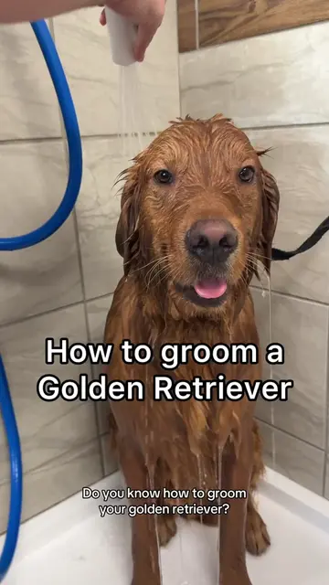 We’re definitely not professional groomers, but after grooming Rusty quite a few