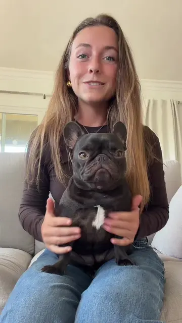 addressing the Jimothy allegations😂 #jimothy #frenchie #frenchbulldog #mabelthe