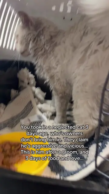 Sweet baby! #abandonedcat #animals #PetsOfTikTok #catsoftiktok #animalcruelty 