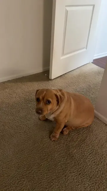 sweet perfect cashew 🥹 #sideeye #cashew #cutenessoverload #puppyeyes #chonk 